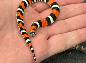 TRI COLOUR HOGNOSE SNAKES WOW!!