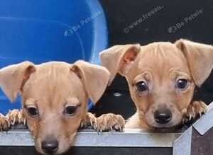 Jack Russell puppies READY NOW
