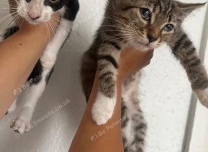 Kittens for sale!