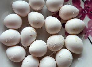 Bobwhite eggs for sale