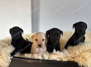 Beautiful Labradors Girls&Boys