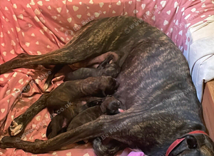 4 beautiful brindle puppies ready to go!