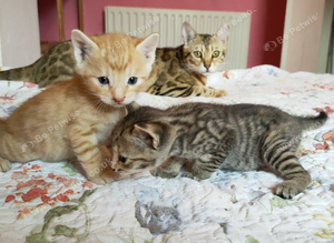 Ginger Charcoal Grey Bengal X kittens