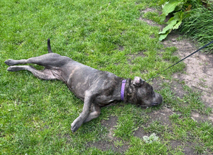 Stud wanted for female 2 years old cane corso