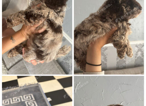 Beautiful f1b cockapoo puppy's for sale
