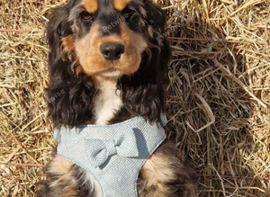 KC Show Cocker Spaniel