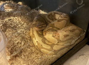 Ball python