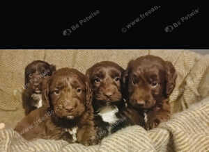 Sproodle puppies