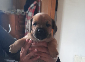 Puppys