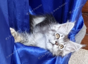 GCCF Pedigree Maine Coon Kittens for sale