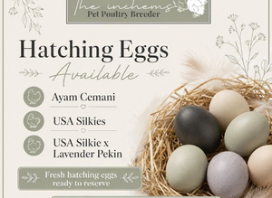 Fertile eggs