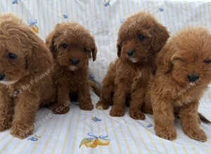 Stunning cavapoos for sale