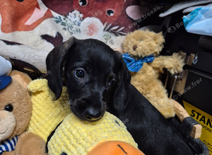 Dachshunds