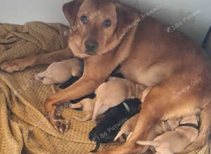 Labrador puppies