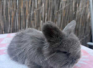 pedigree english angoras