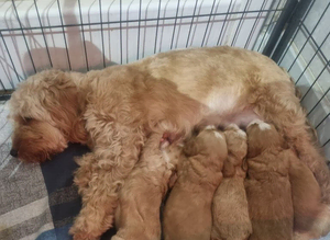 Cockerpoo puppies
