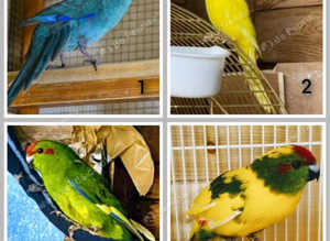 Kakariki Parrots