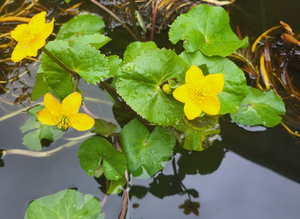 Pond plants