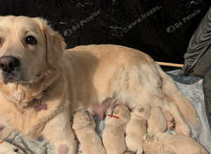 Golden retriever puppies