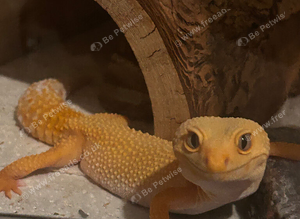 Female leopard gecko