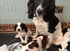 Springer spaniel puppies
