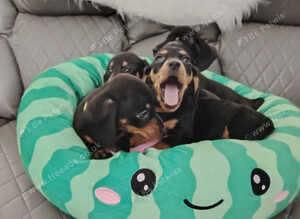 Beautiful miniature dachshund puppies ready now for new loving homes