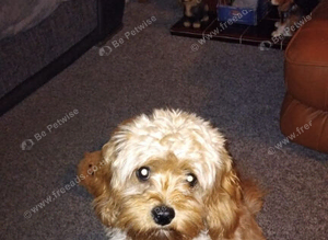Cavapoo