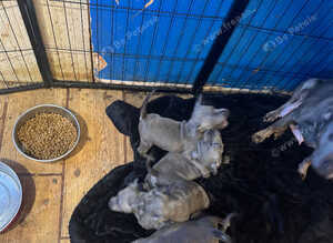 5 Blue Stunning Staffordshire puppies for sale