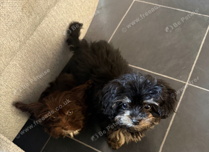 Cockapoo x Shitzu