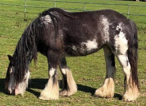 Blagdon mare