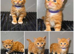 Female ginger kitten