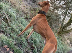 Bull whippet grey