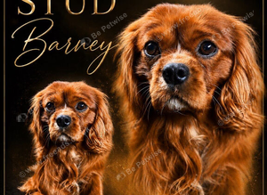 Kc Health Tested Ruby Cavalier King Charles At Stud