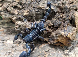 Asian Blue Forest Scorpion (Javanimetrus Cyaneus) at Birmingham Reptiles
