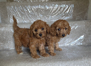 Cockerpoo puppies
