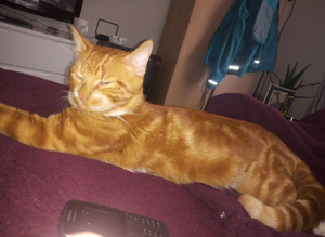 Bengal cross mancoon