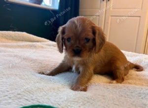 Puppy microchipping