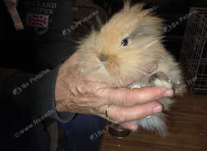 Lionhead Baby Rabbits For Sale   8 Weeks Old