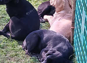 Quality pups available.