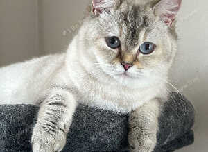 Gorgeous BSH Female READY NOW