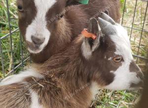 Pygmy Goat Wethers