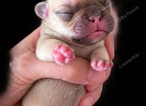 Stunning litter