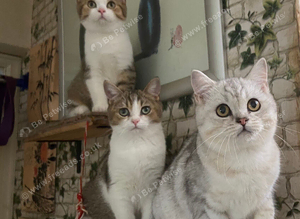 Full Pedigree Kittens