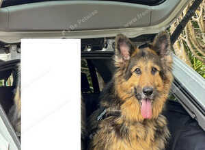 German Sheppard
