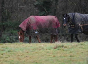 Field livery's