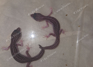 3 leopard gecko babies