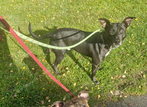 Staffy X pups for sale