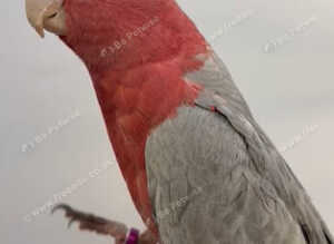 Tame and talking galah