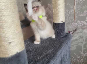 Ragdoll Kittens