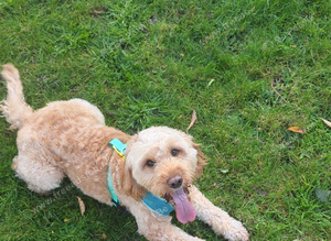6 year old cockapoo